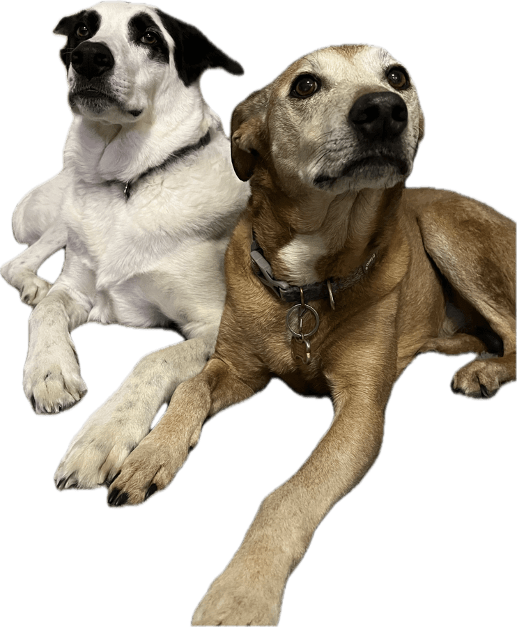 dog owner image